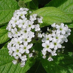 Heliotrope (Heliotropium Arborescens) - White 15cm
