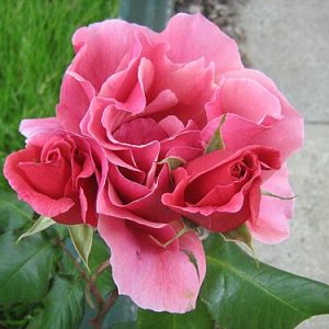 ROSE - DUET (Pink H.T.) (salmon pink) 17cm