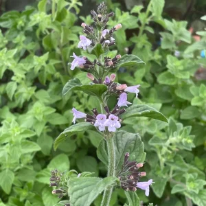 CALAMINTHA NEPETA 15cm