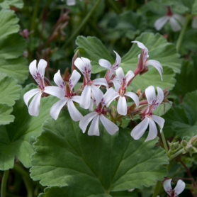 Nutmeg Scented Geranium (Pelargonium Fragrans) 'White' 15cm