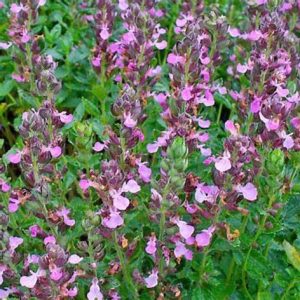 Wall Germander (TEUCRIUM CHAMAEDRYS) 15cm