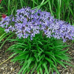 AGAPANTHUS NANA (Blue) 15cm