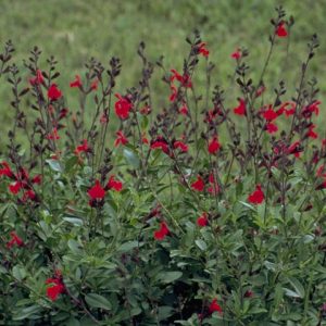 SALVIA GREGGII "Denise" (Soft Pink) 15cm