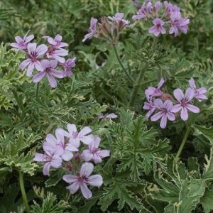 Scented Geranium (Pelargonium 'Lady Plymouth') 15cm