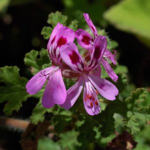 Oakleaf Geranium (Pelargonium Quercifolium) 15cm