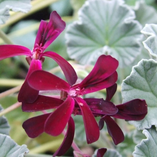 African Geranium (Pelargonium Sidiodes) 15cm