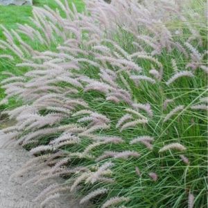 Oriental Fountain Grass 'Tall Tails' (Pennisetum Orientale) 17cm