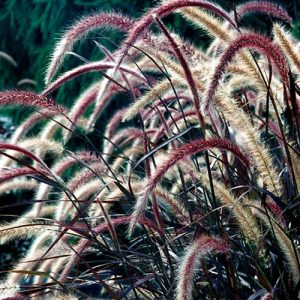 Purple African Fountain Grass (Pennisetum Setaceum Rubrum) 17cm