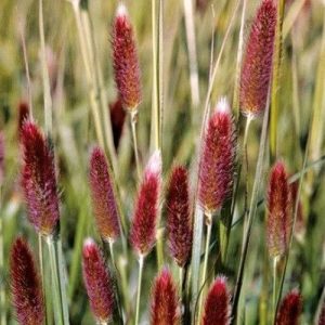 Fountain Grass Red Buttons (Pennisetum Thunbergii) 17cm