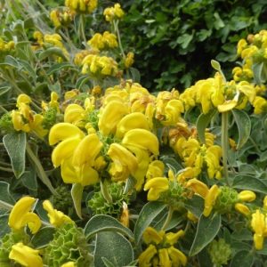 Jerusalem Sage (Phlomis Fruticosa) 'Superior' 17cm