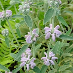 Woolly Sage (Phlomis Italica) 'Pink' 15cm
