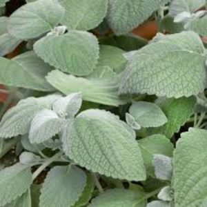 Silver Spurflower (Plectranthus Argentia Australian) 'Grey leaf' 15cm