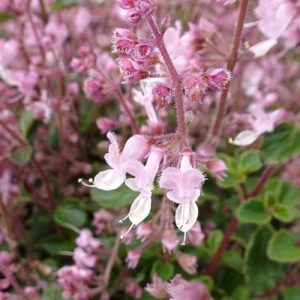 Cheeky Chimeni (Plectranthus Chimanimaniensis) 15cm