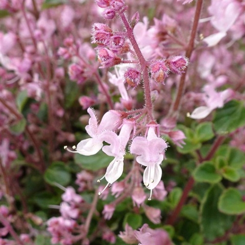 Cheeky Chimeni (Plectranthus Chimanimaniensis) 15cm