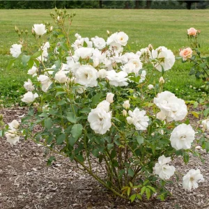 ROSE - ICEBERG - (floribunda) 17cm