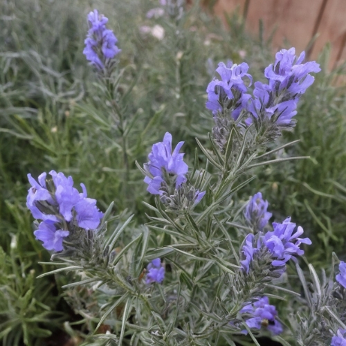 McConnell's Blue Rosemary (Rosmarinus Officinalis) 15cm