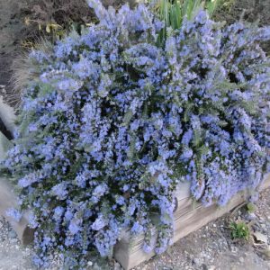 Creeping Rosemary (Rosmarinus Officinalis Repens) 15cm