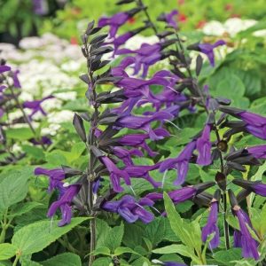 Friendship Sage (Salvia 'Amistad Purple') 15cm