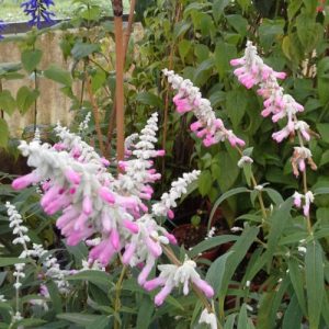 Pink Salvia (Salvia Leucantha 'Danielle's Dream') Pink 17cm