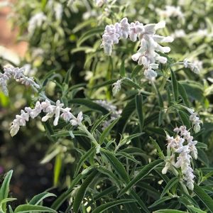 White Salvia (Salvia Leucantha 'White Mischief') 17cm