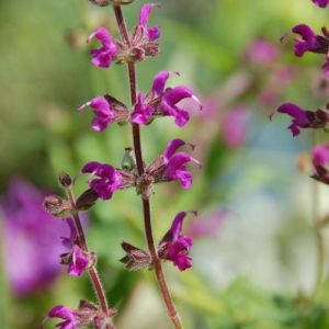 Royal Distinction Pink (Salvia Royal Distinction Pink) 15cm