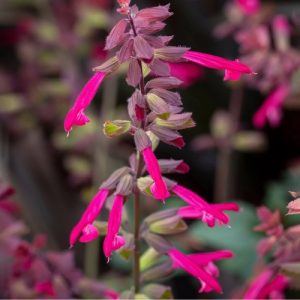 Flowering Sage Bush (Salvia Salmia) Deep Purple 15cm