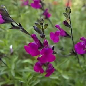 Thyme-Leaved Sage (Salvia Serpyllifolia) Beetroot Purple 15cm