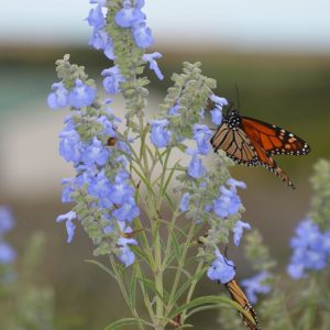 SALVIA "Azure Blue" 15cm