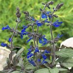 salvia