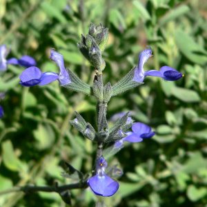 SALVIA CHAMAEDRYOIDES "Germander Sage" 15cm