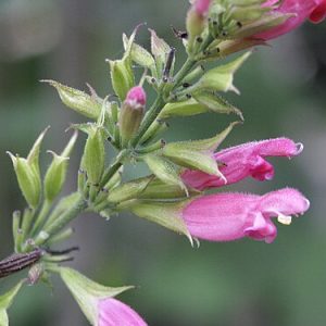 SALVIA KARWINSKII 17cm