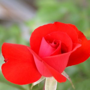 ROSE - SATCHMO (dark orange red) - (floribunda) 17cm