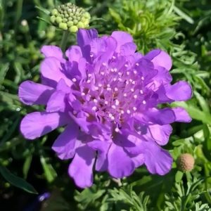 Violet Pincushion Flower (Scabious 'Vivid Violet') 15cm