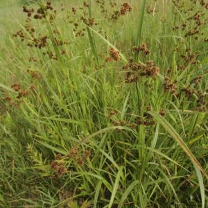Green Bulrush 'Green Mist' (Scirpus Atrovirens) 15cm