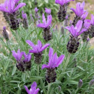 Small Blue Lavender (Lavandula Stoechas) 15cm