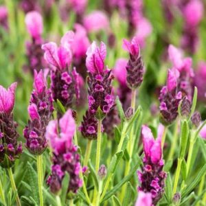 Small Pink Lavender (Lavandula Stoechas) 15cm