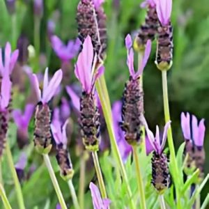 Long Stem Lavender (Lavandula Stoechas) 15cm