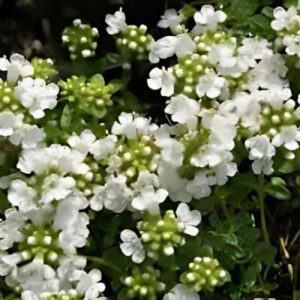 Creeping Thyme "Snowdrift" (Thymus Serpyllum) 15cm