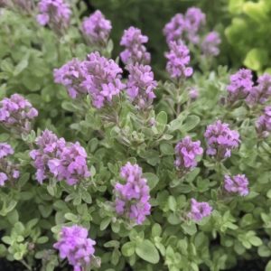 Bressingham Thyme (Thymus Vulgaris) 15cm