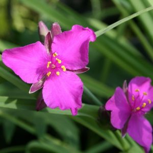 Virginia Spiderwort 'Red Grape' (Tradescantia Virginiana) Magenta 15cm