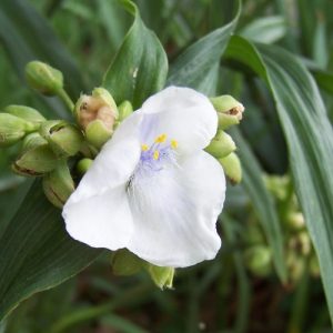Virginia Spiderwort 'Alba' (Tradescantia Virginiana) White 15cm
