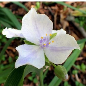 Virginia Spiderwort 'Osprey' (Tradescantia Virginiana) White with blush of Purple 15cm