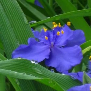 Virginia Spiderwort 'Sweet Kate' (Tradescantia Virginiana) Blue and Gold 15cm