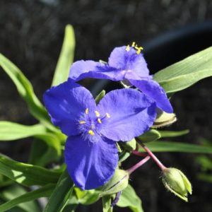 Virginia Spiderwort 'Zwanenberg Blue' (Tradescantia Virginiana) Dark Blue  15cm