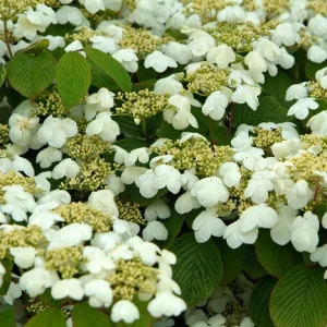 VIBURNUM PLICATUM 17cm