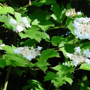 VIBURNUM OPULUS Guelder Rose 17cm
