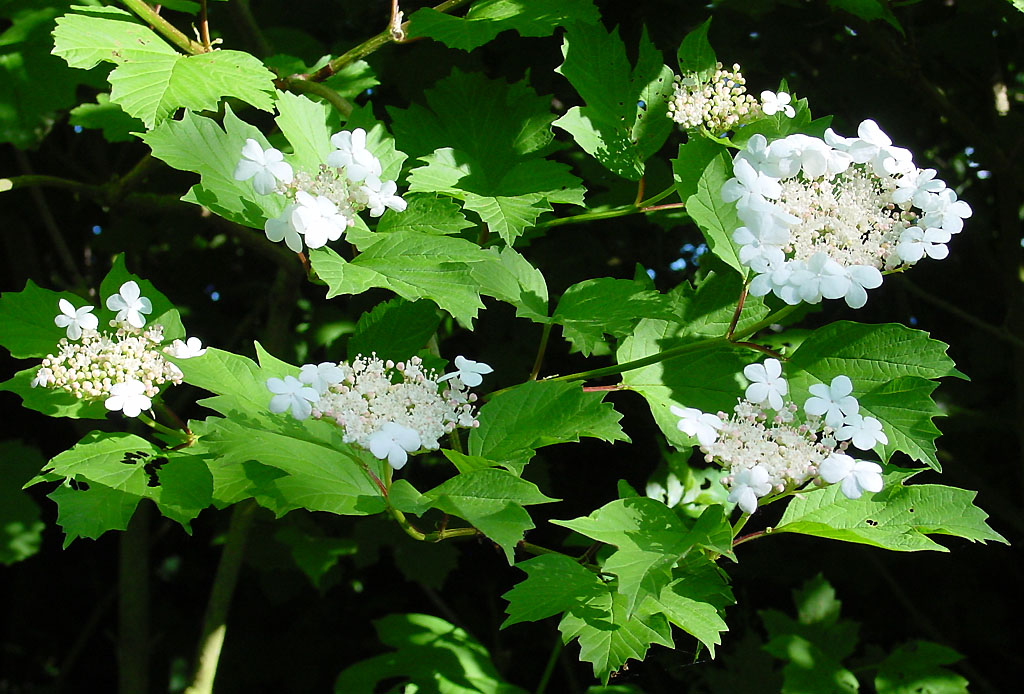 VIBURNUM OPULUS Guelder Rose 17cm