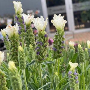 White Lavender (Lavandula Stoechas) Compact White 15cm