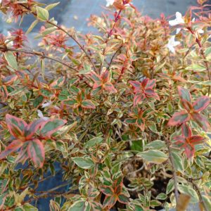 ABELIA TRICOLOR (variegated) 15cm