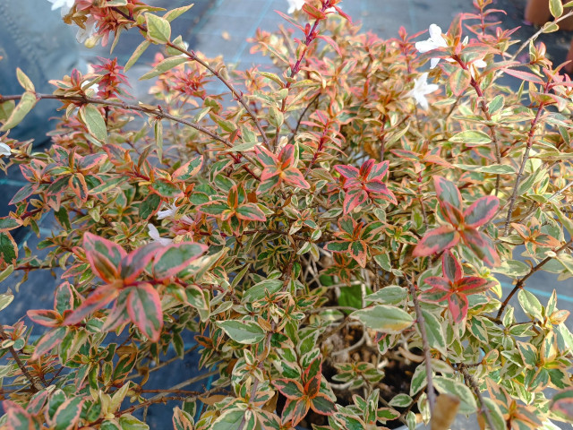 ABELIA TRICOLOR (variegated) 15cm